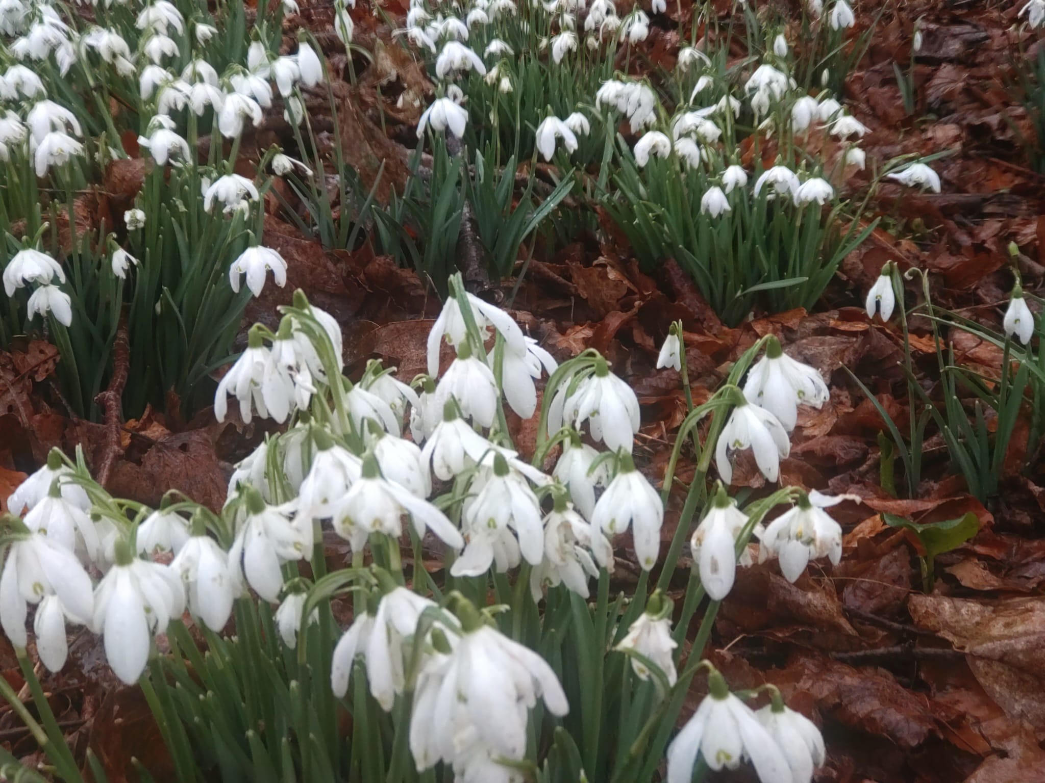 Snowdrops